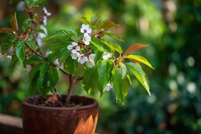 Cerisier en pot avec floraison vibrante