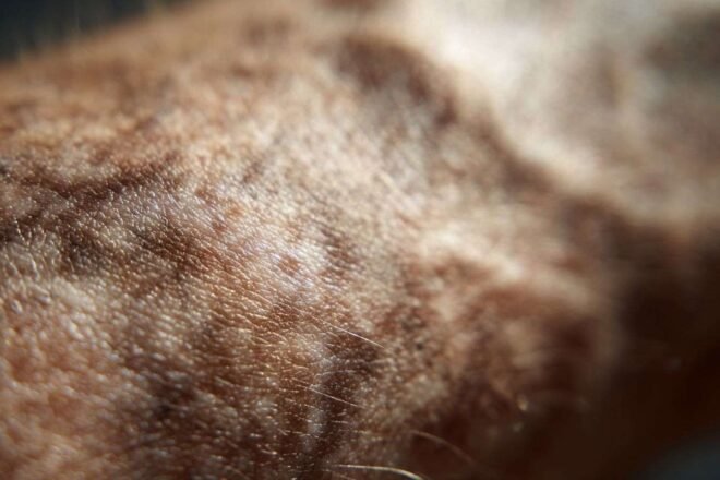 Vue macro de peau unique sous lumière naturelle