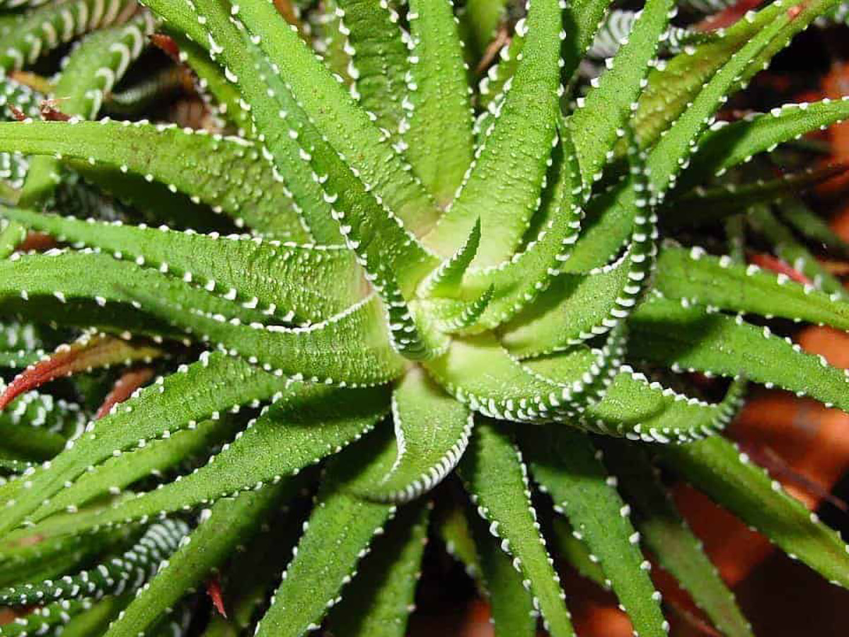 une plante d'aloe vera