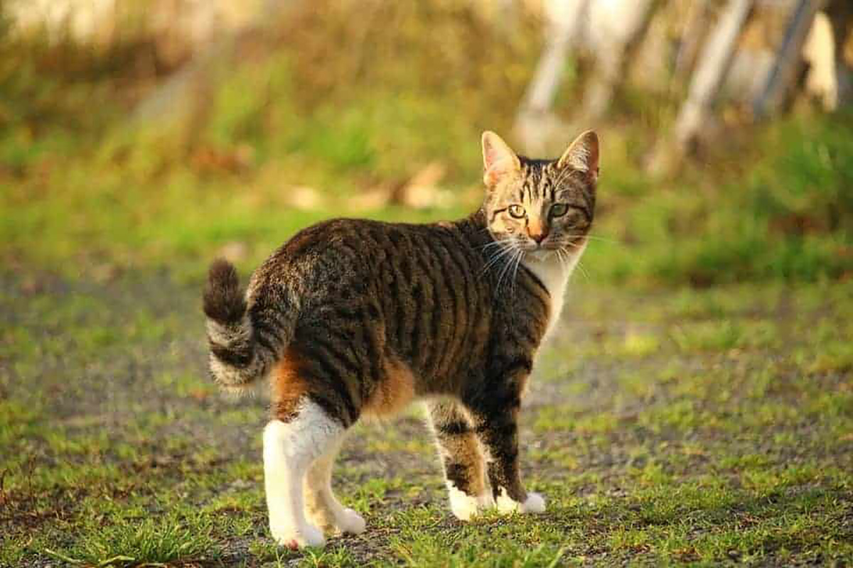 un chat dans la nature