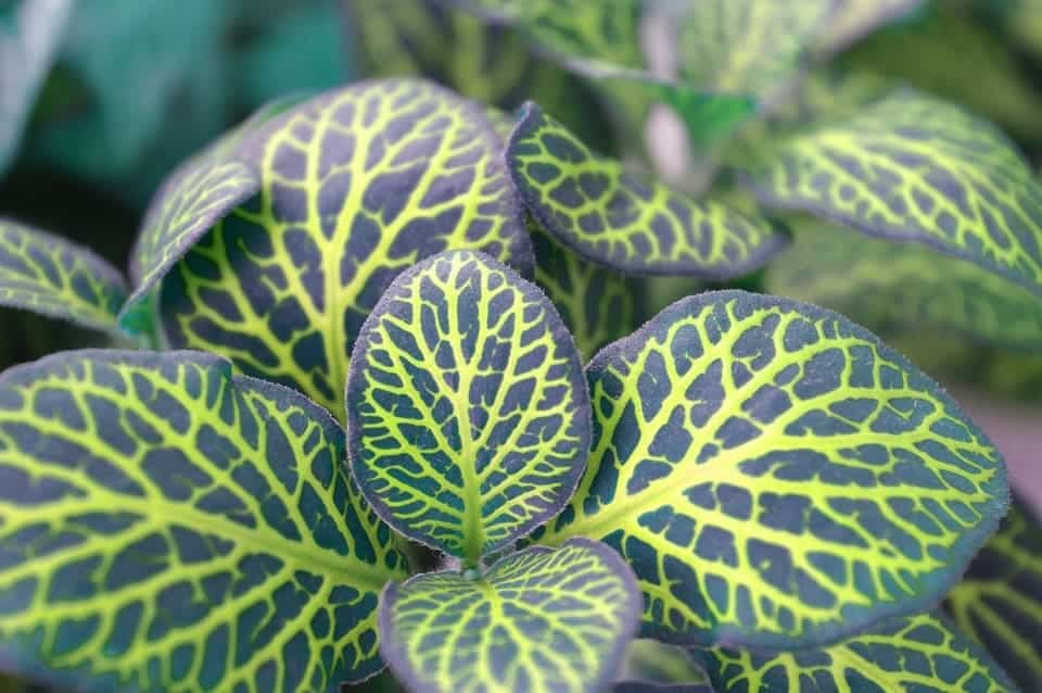 Illustration. Un fittonia