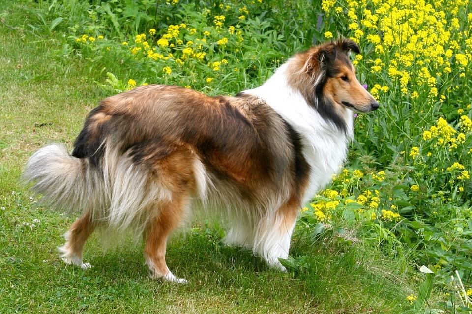 un chien de race shelty