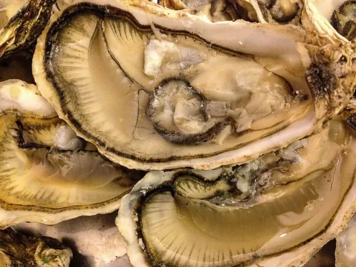 des huîtres ouvertes