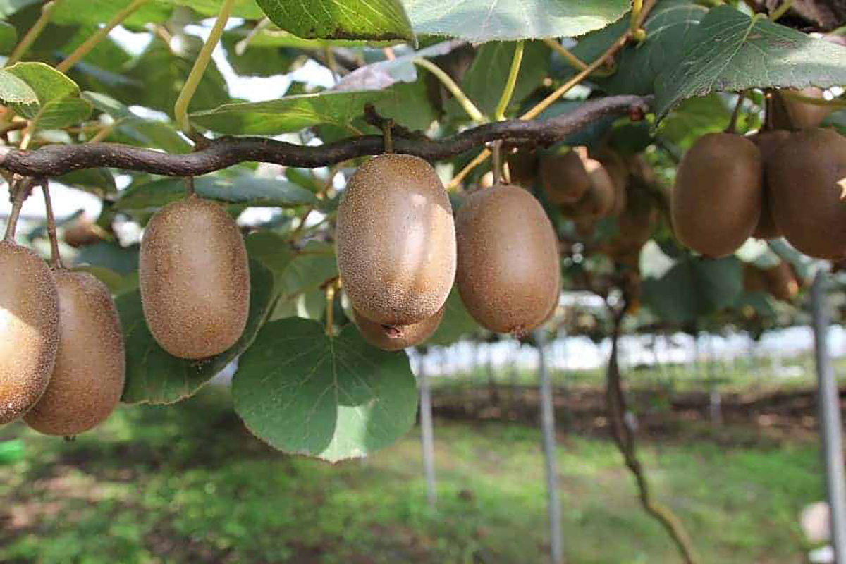 une plantation de kiwis