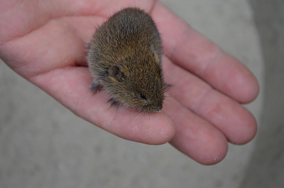 une main tenant une souris