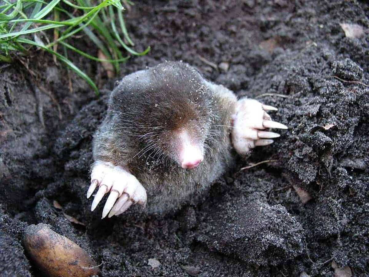 une taupe sortant de terre