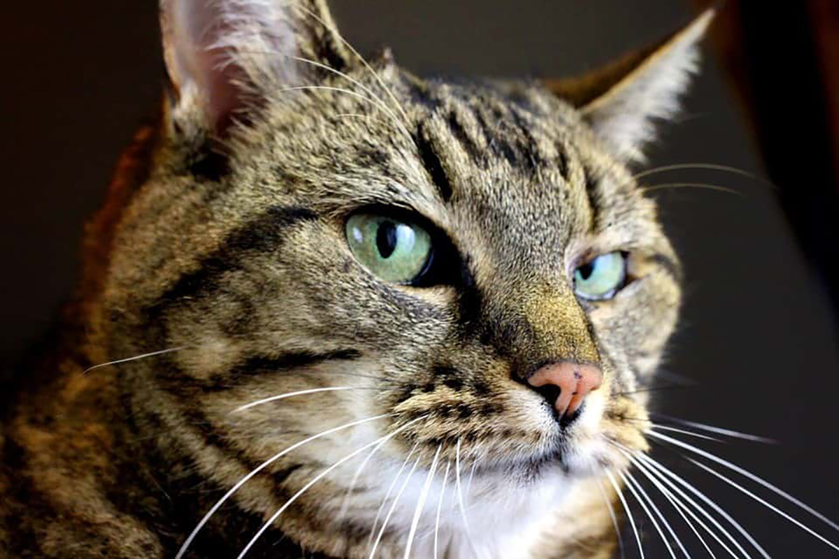 le chat communique à sa manière