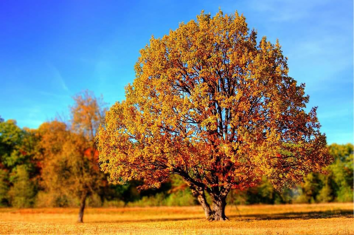 attention à l'automne