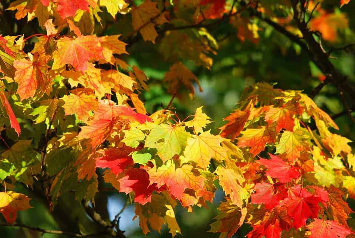 couleurs de l'automne