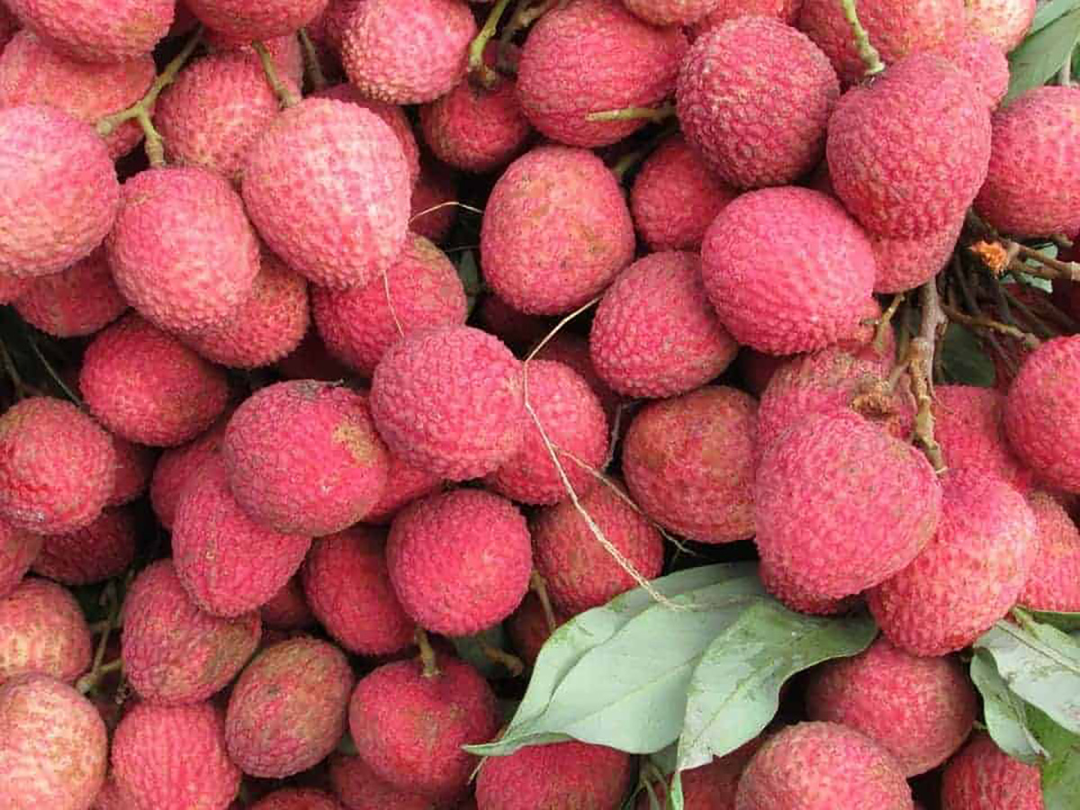 Beau litchi rouge