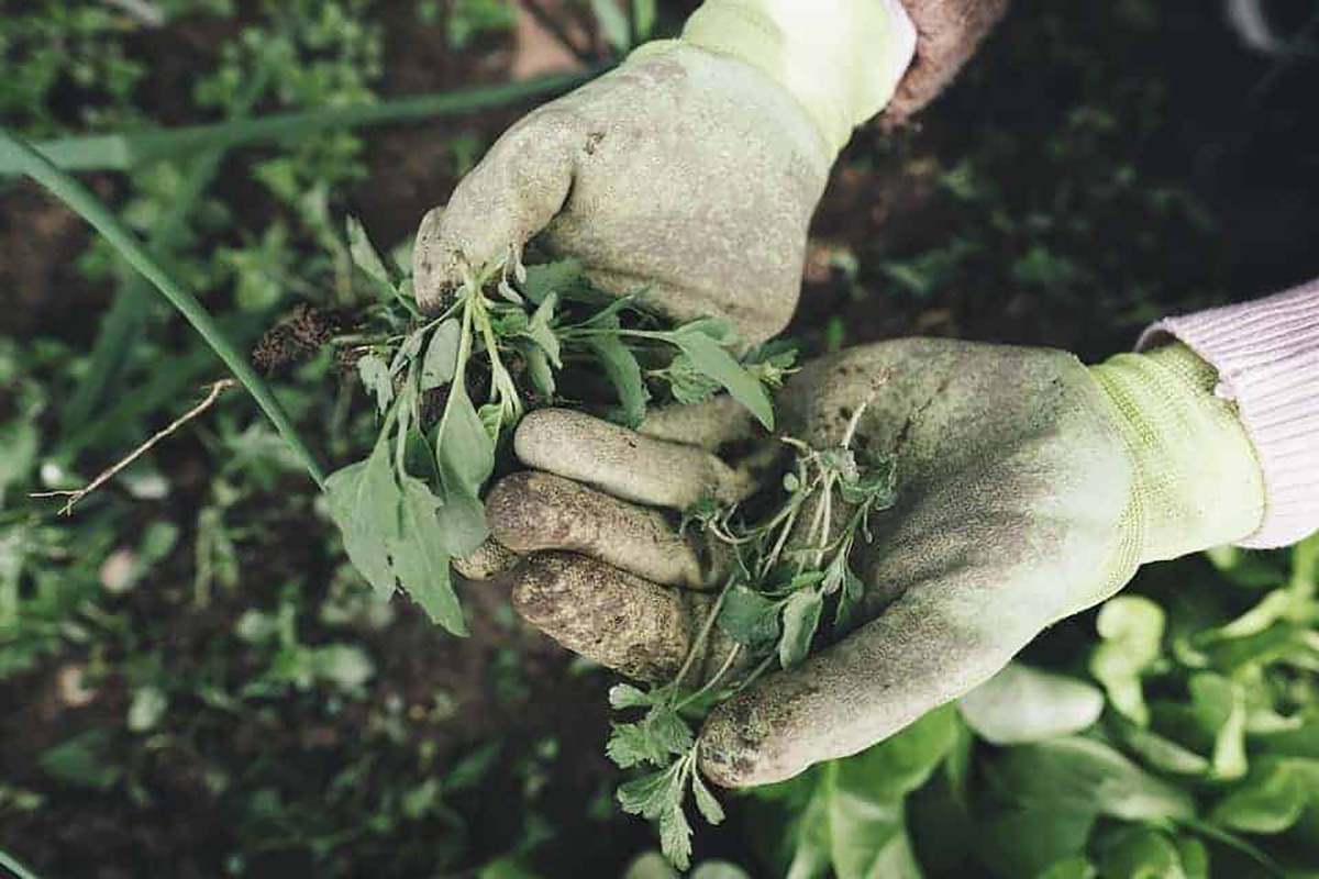 Illustration. De mauvaies herbes.
