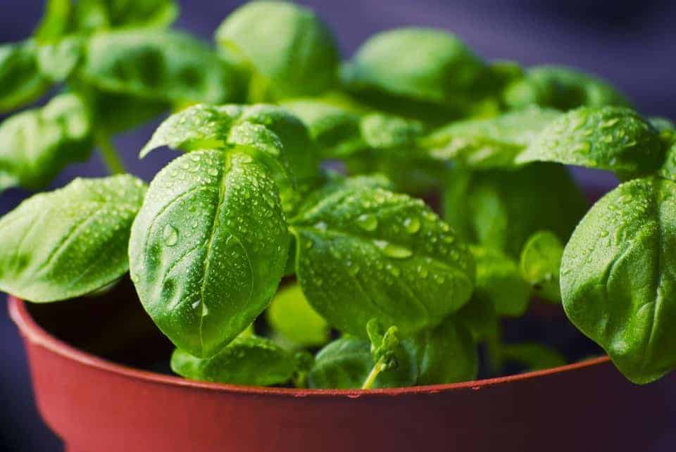 Une plante aromatique à la maison