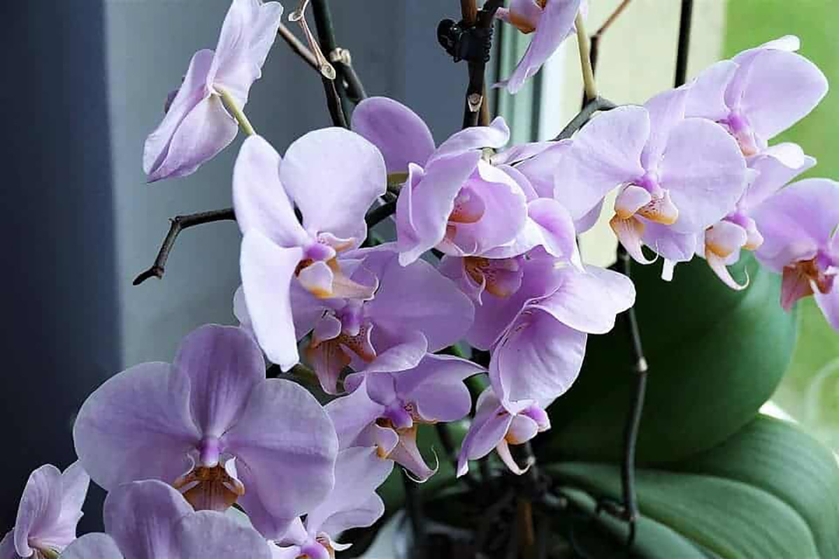 Orchidée