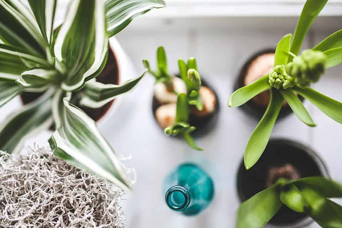 Plantes hydratées