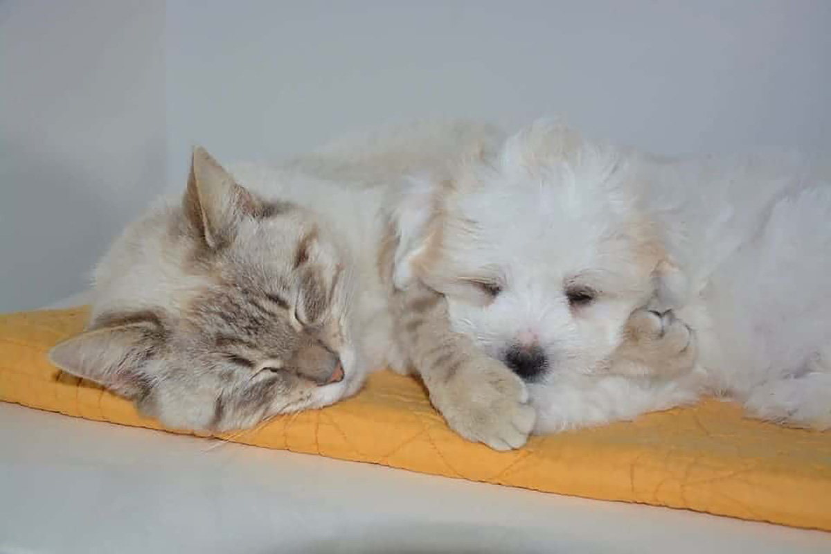 Chiens et chats en sieste