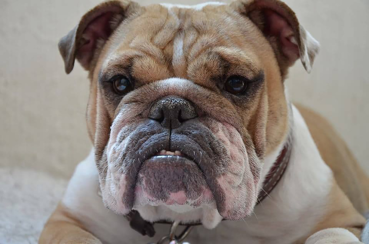 Photo d'illustration. Un chien.