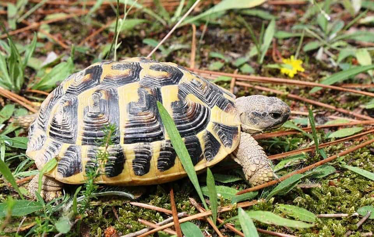 Tortue dans la nature