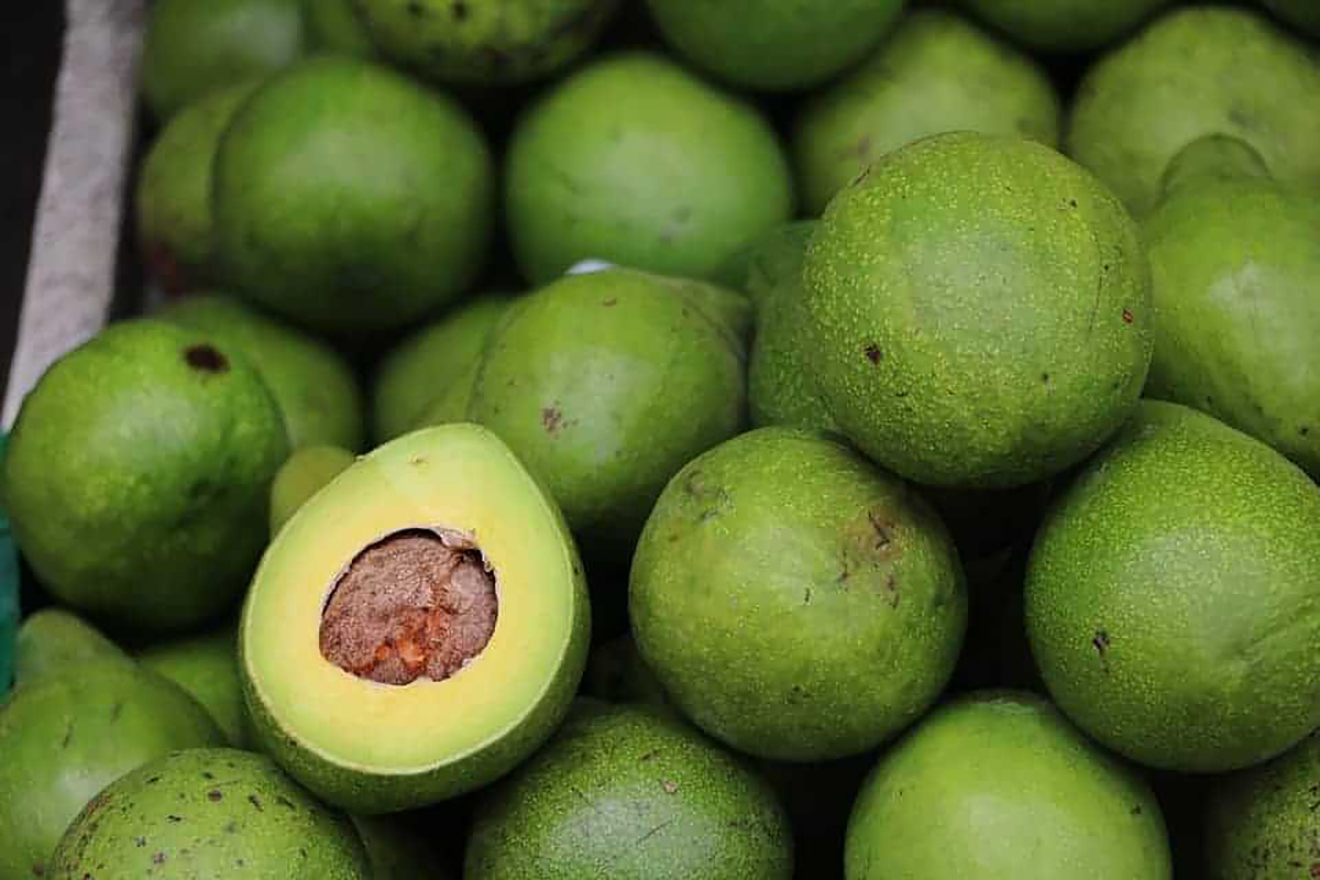 Des avocats