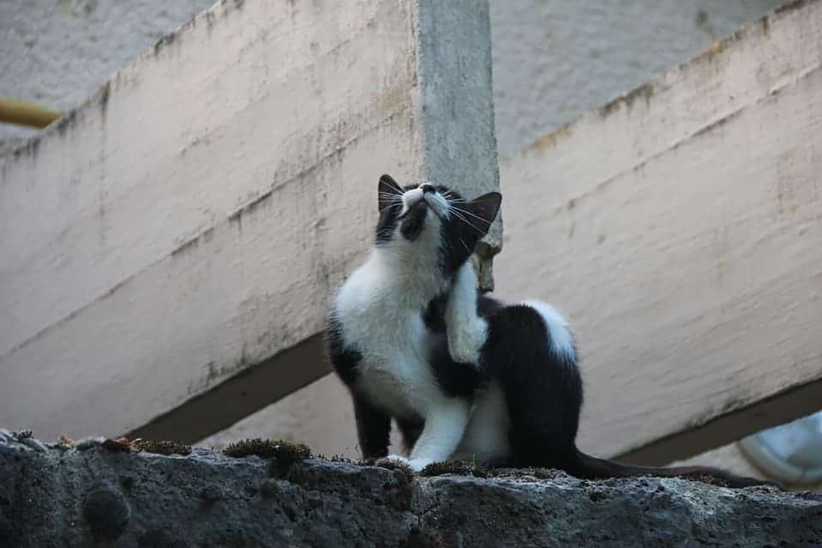 Chat se gratte