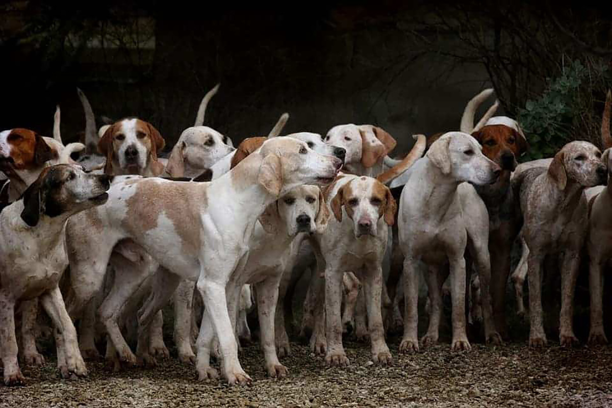 Groupe de chiens