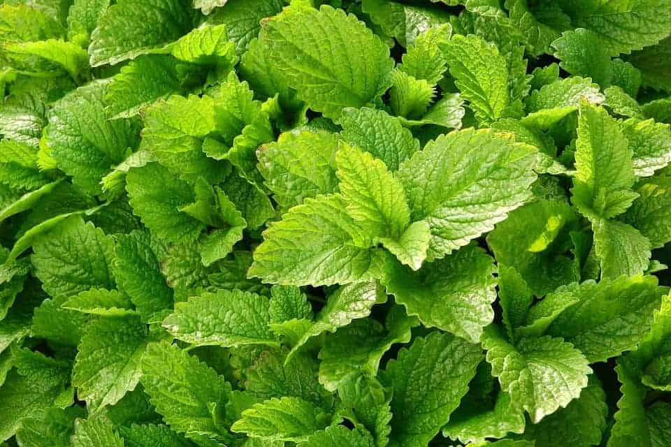 Plante de mélisse