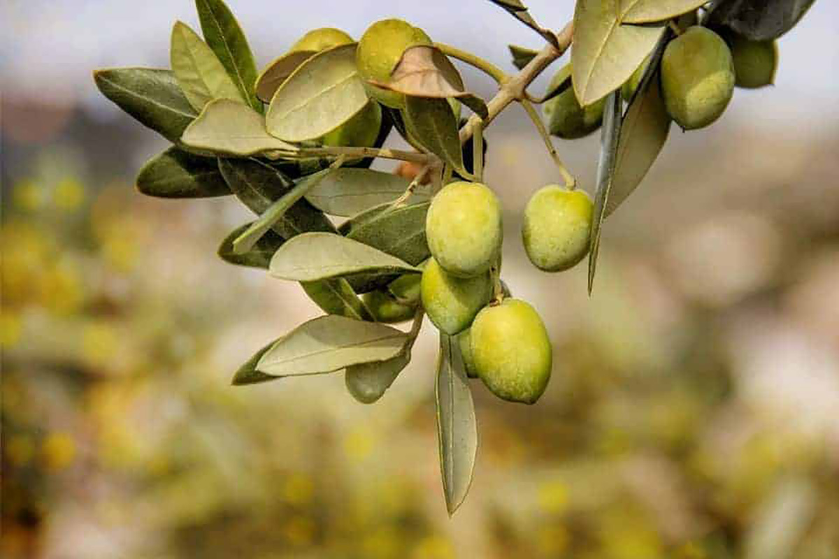 Olives vertes