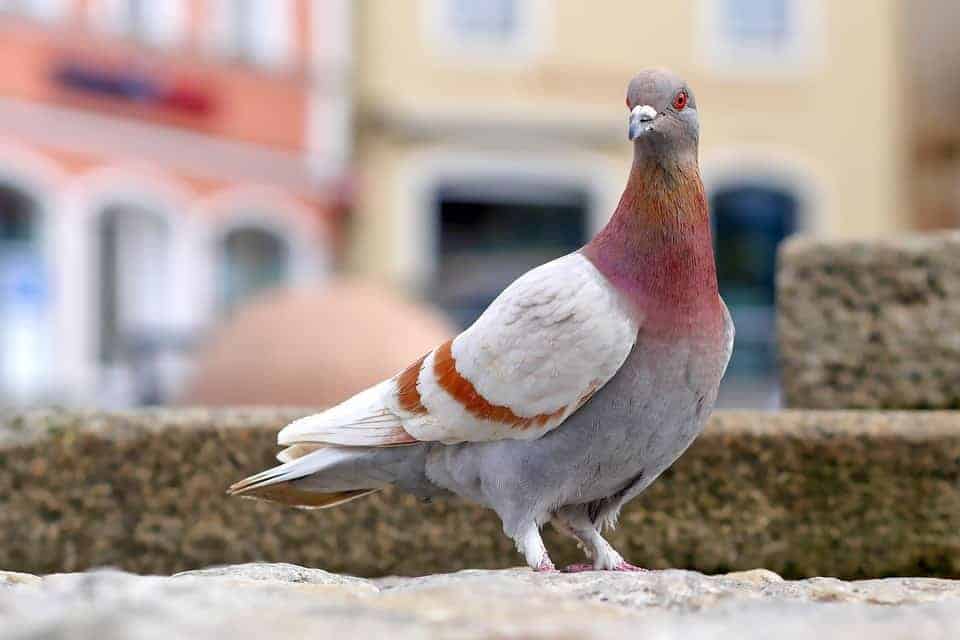 Pigeon sur un balcon