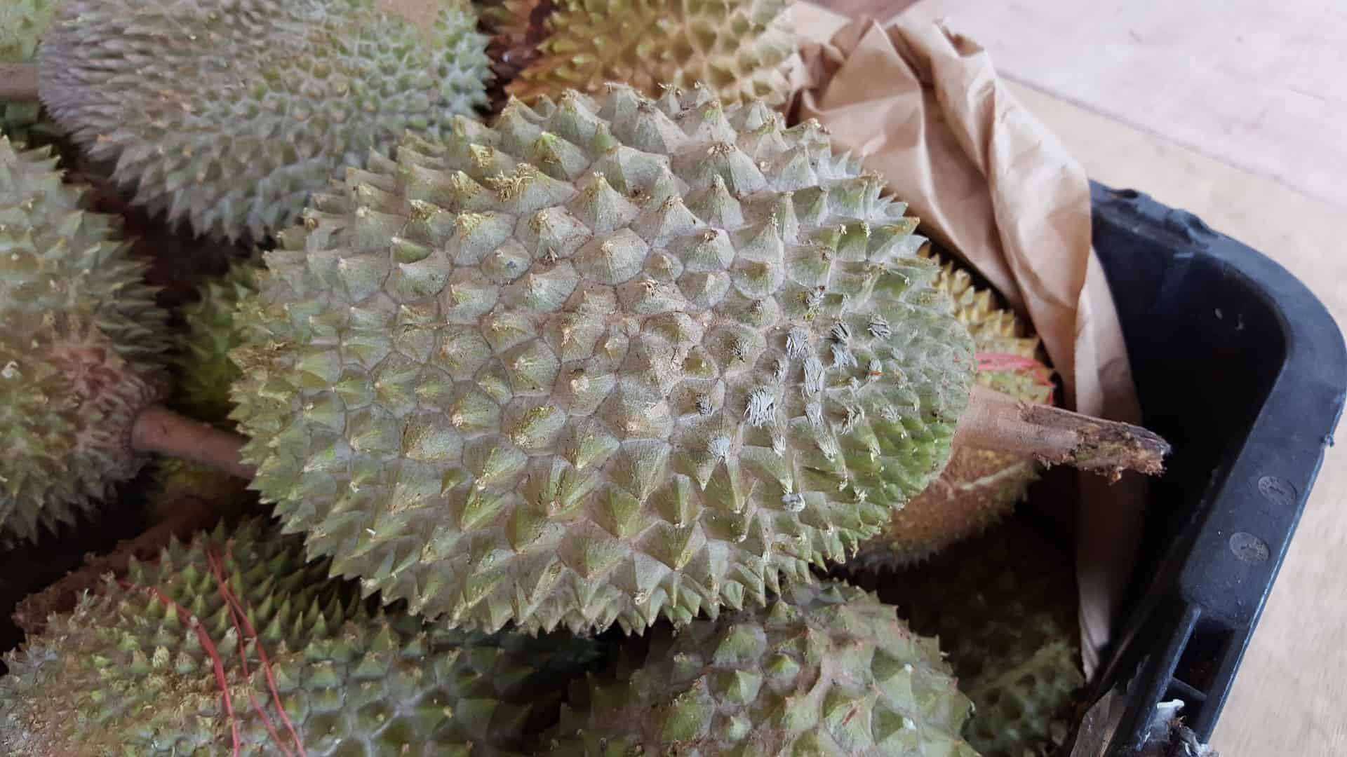 Le durian.