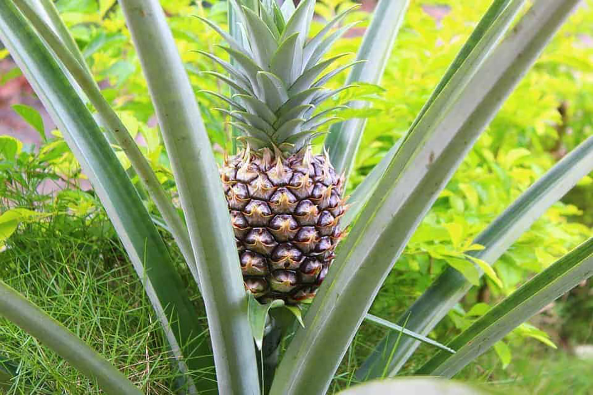 Plante d'ananas