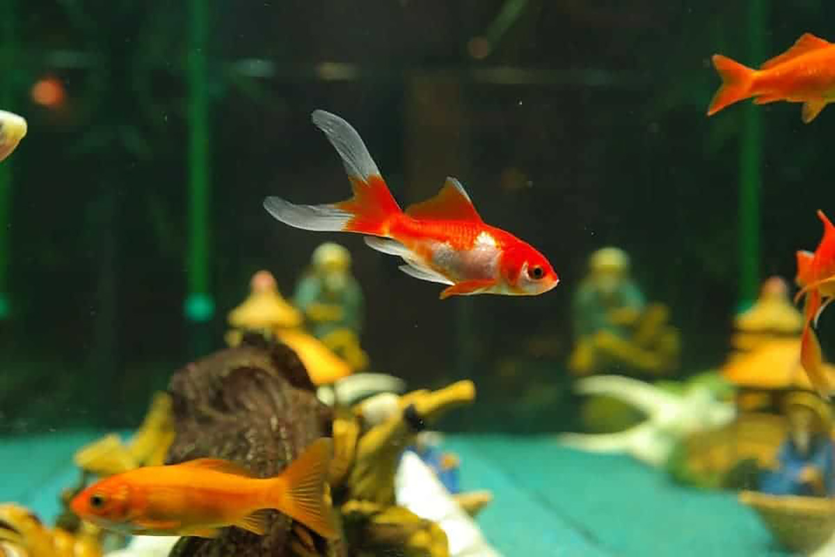 Des poissons dans un aquarium.