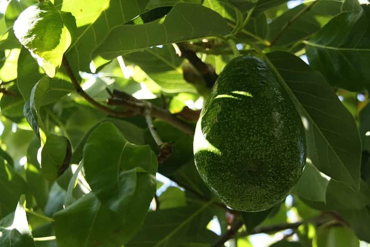 Un avocatier