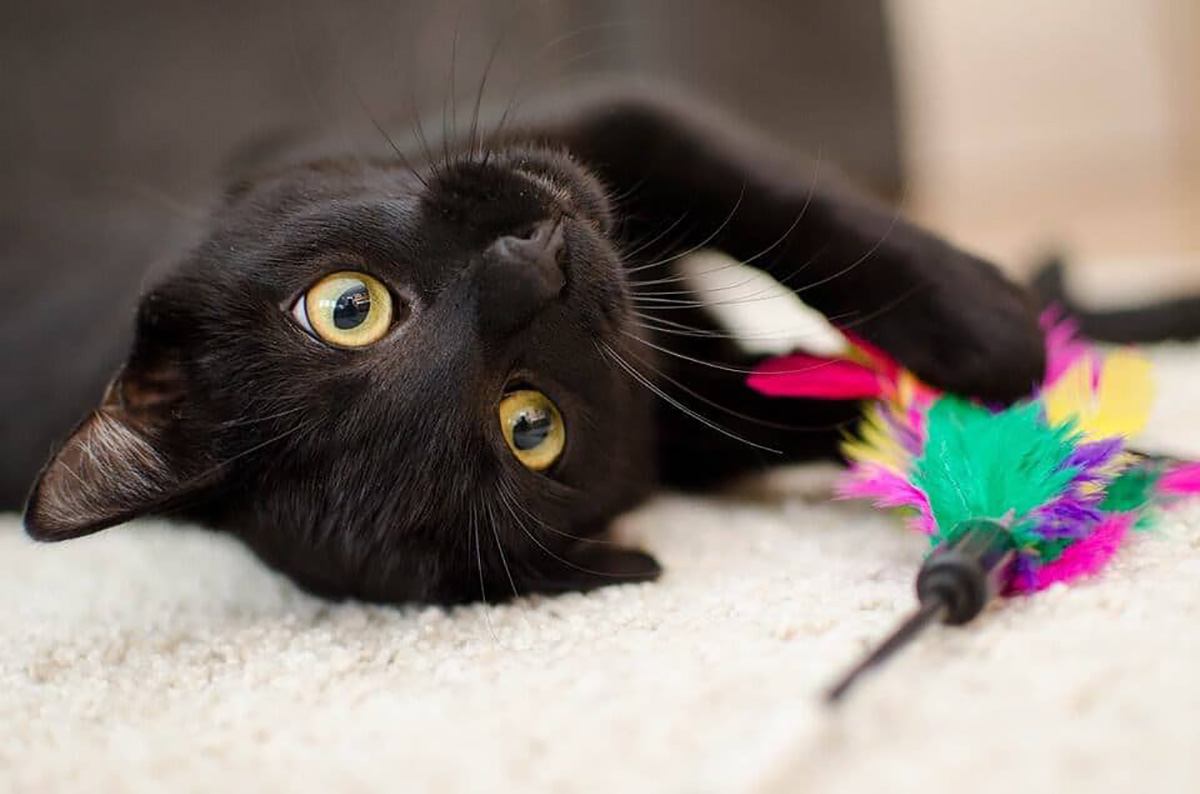 Chat noir