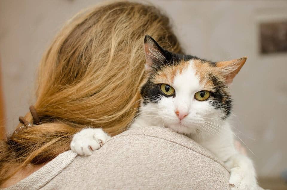 Chat dans les bras de sa maîtresse