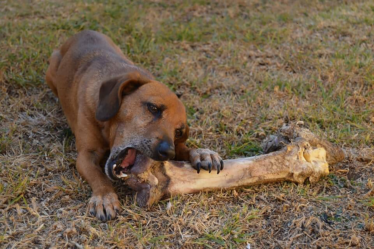 Chien et os