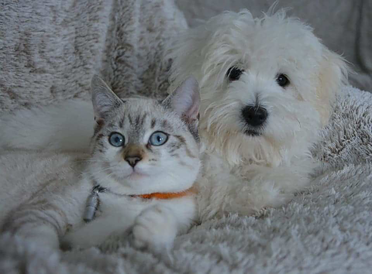 Chat et chien ensemble