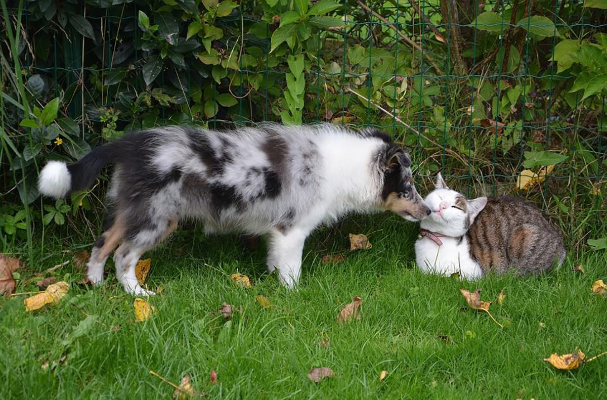 Chien et chat jouent