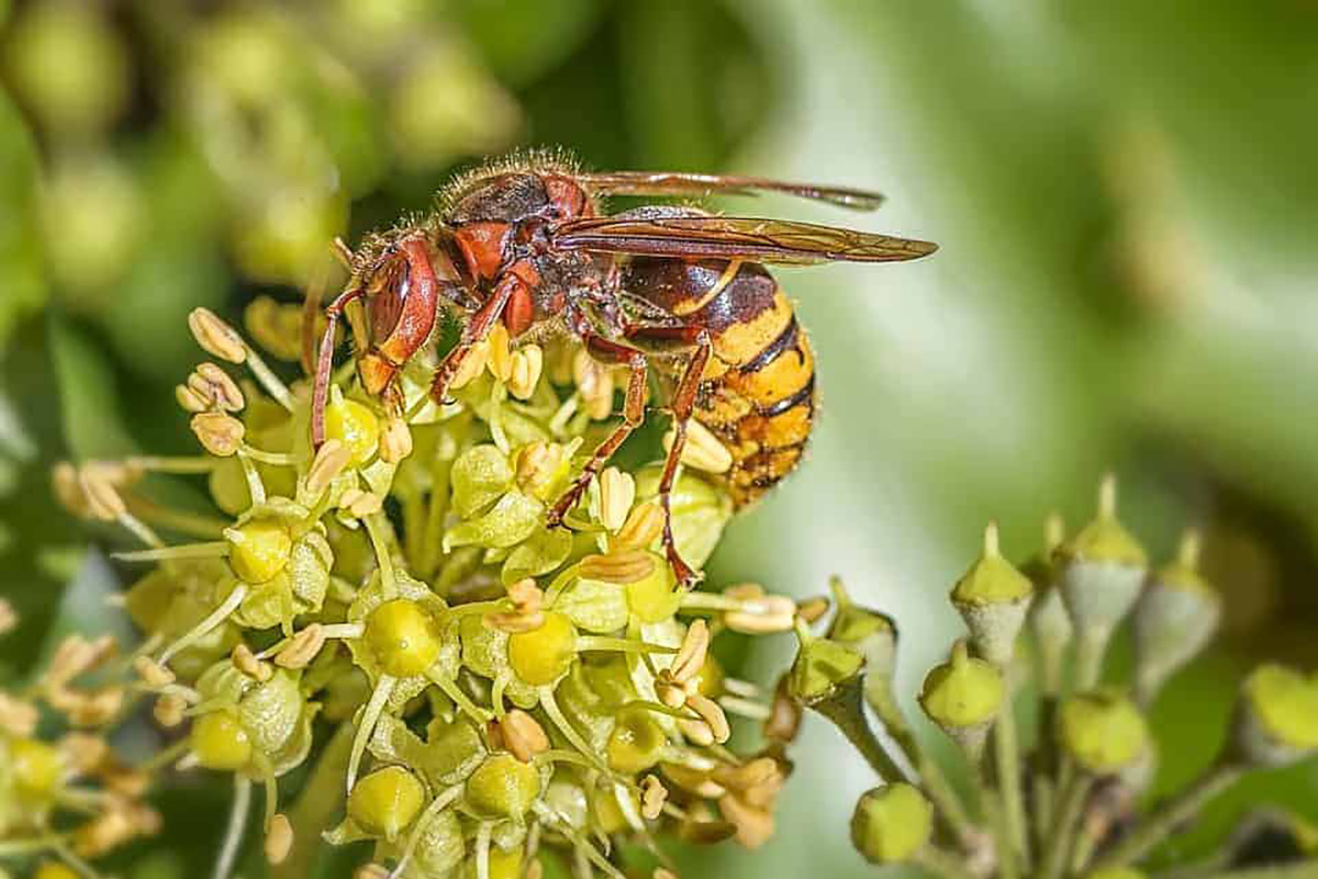 Frelon sur une fleur