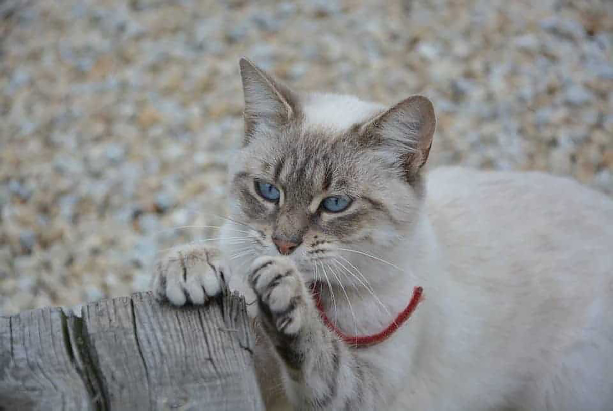 Chat qui griffe