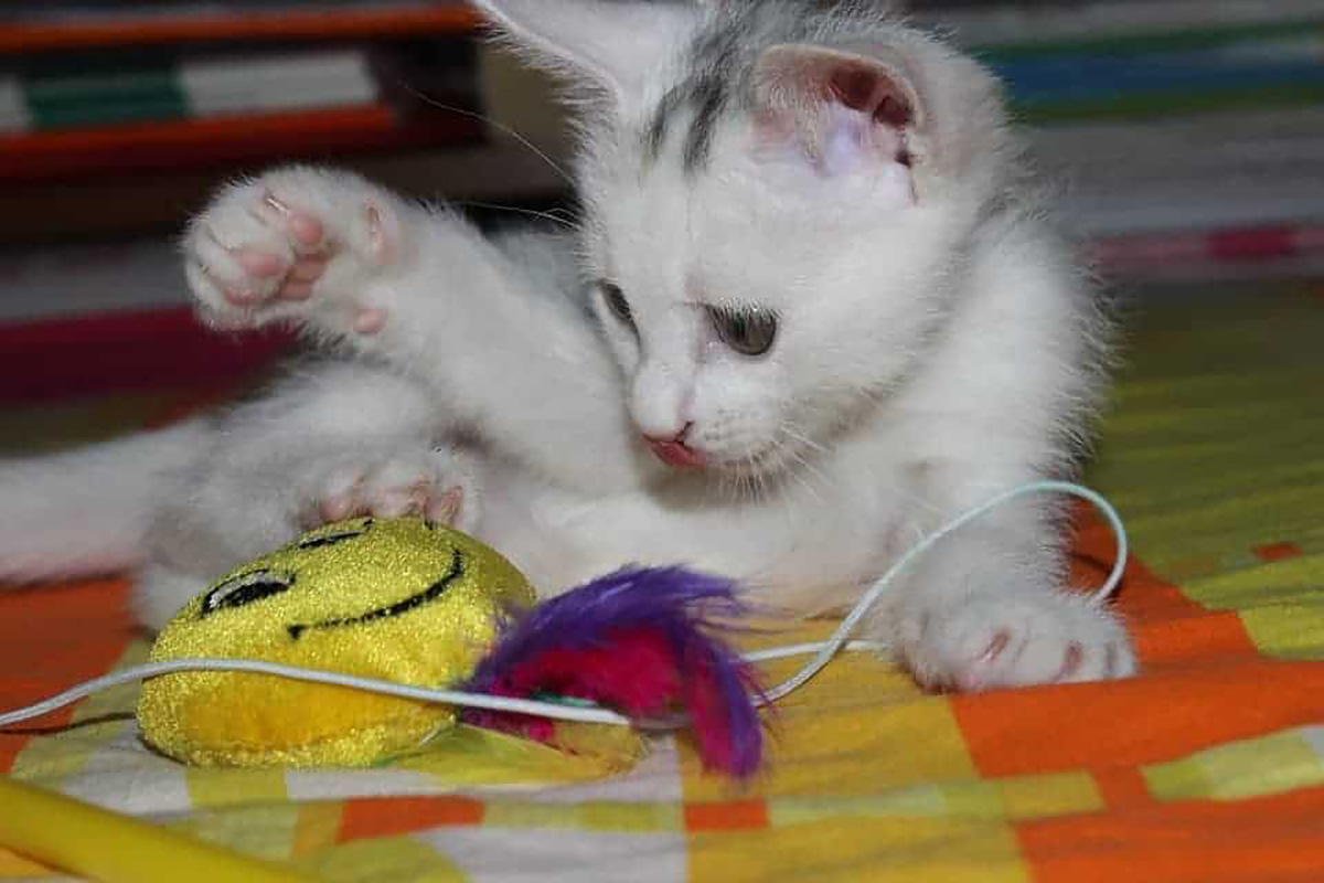Chat qui joue