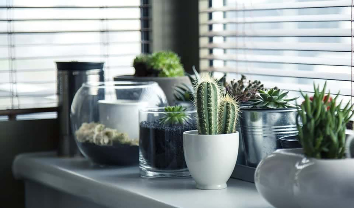 Plantes grasses