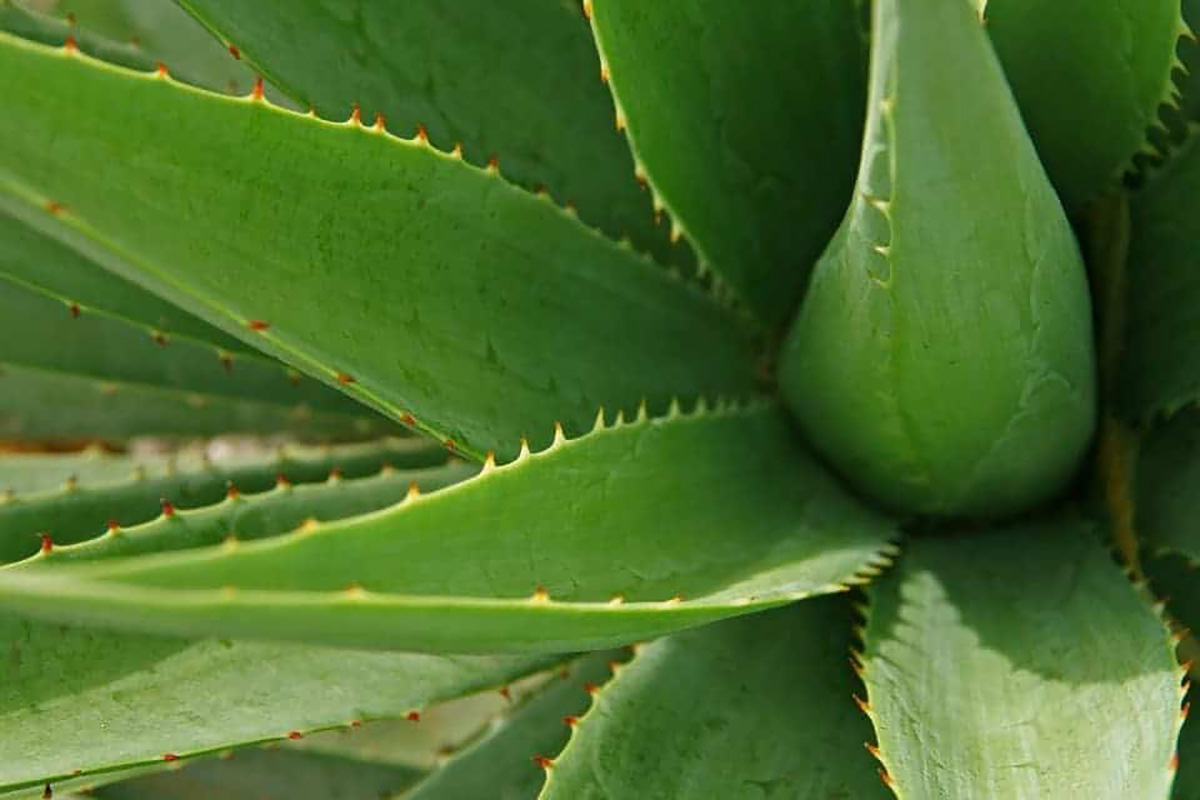 Plante d'aloe vera