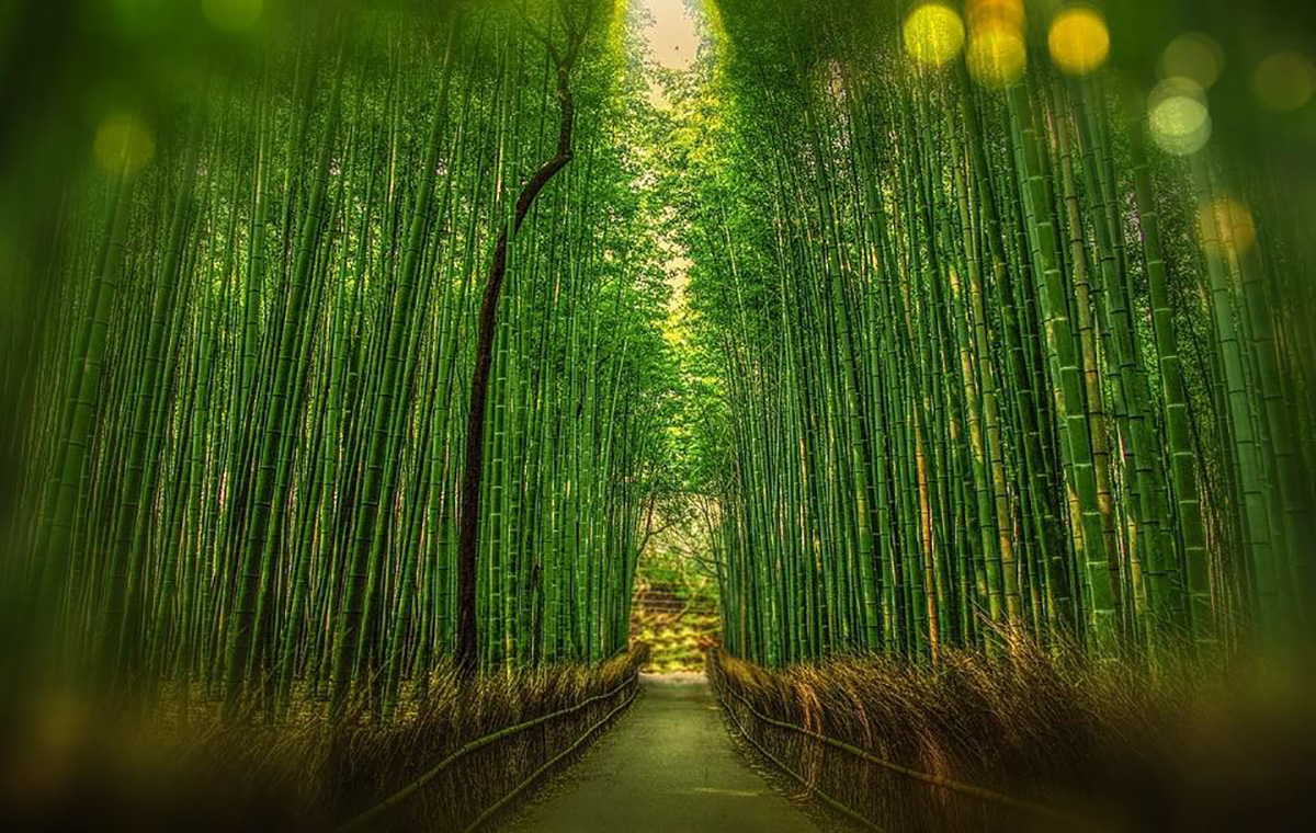 Forêt de bambou