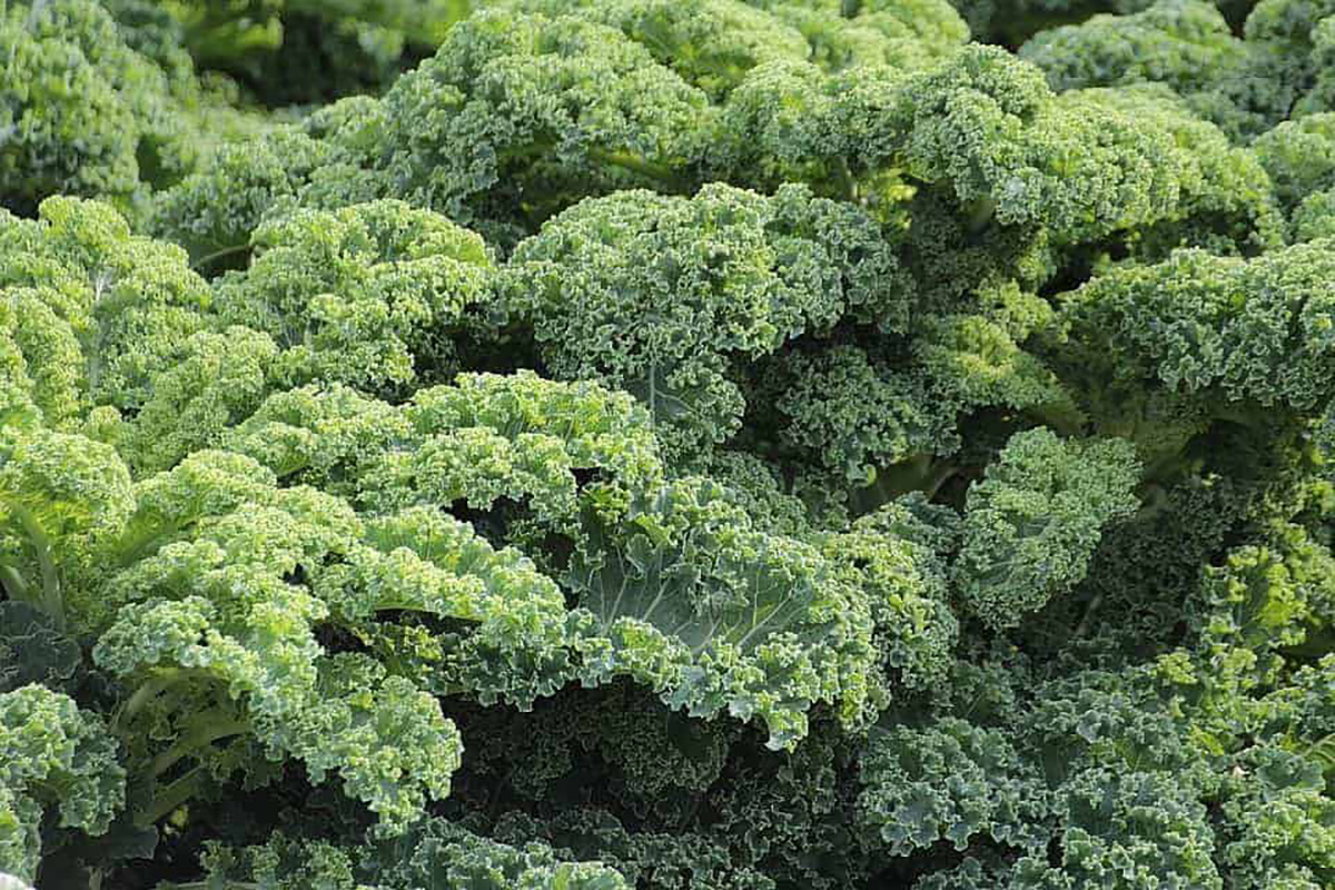Kale bien vert