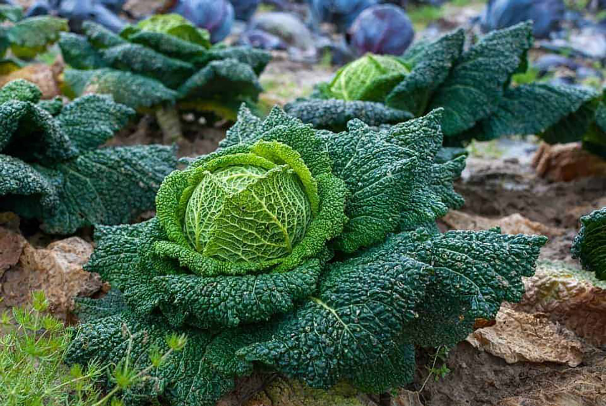 Chou vert