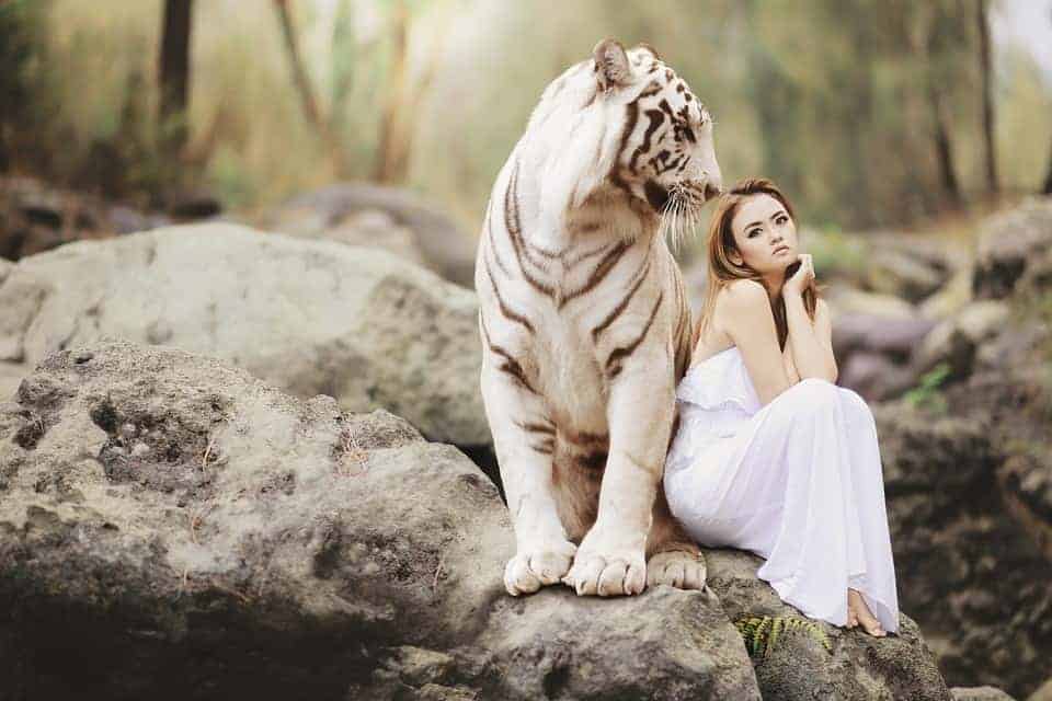 Tigre et jeune fille