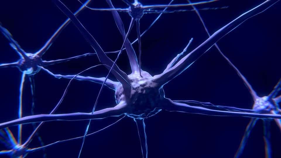Cellule nerveuse