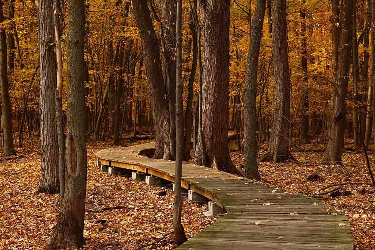 Des feuilles mortes, allée
