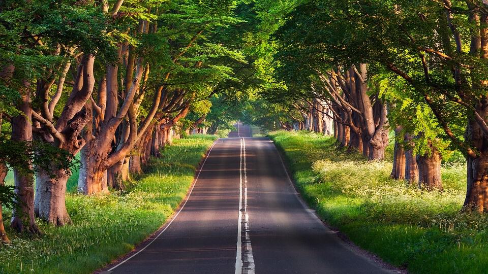 Route, arbre