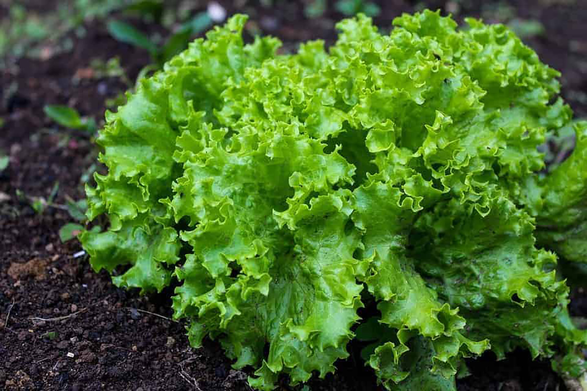 Salade verte