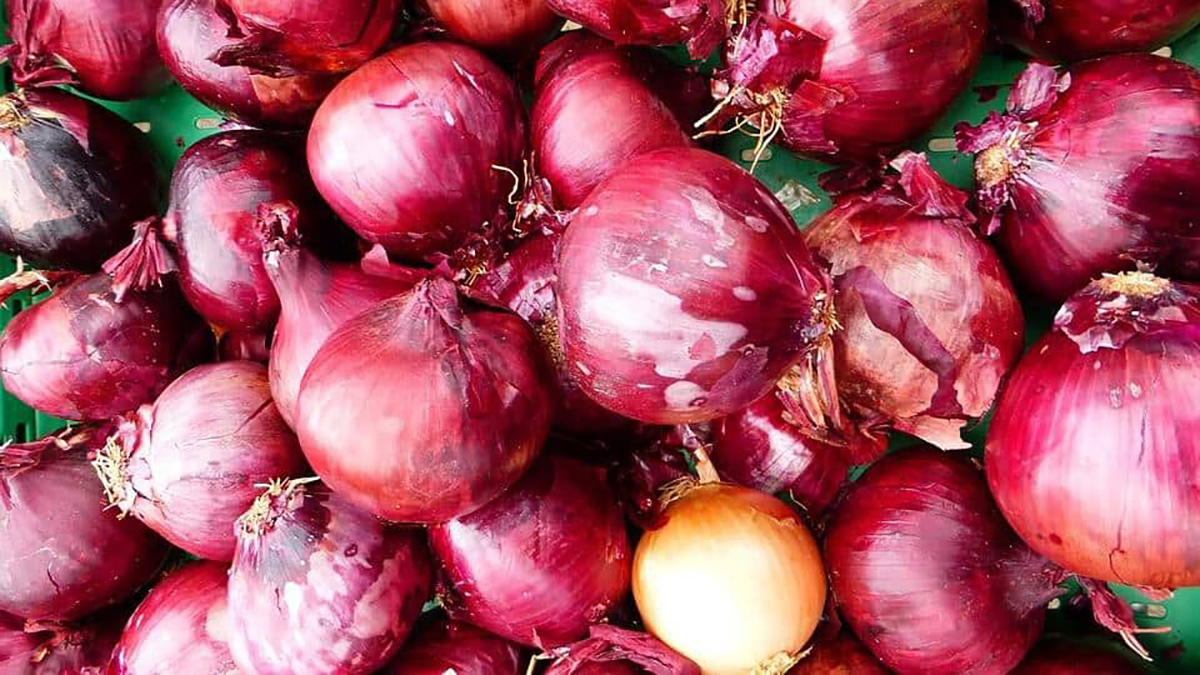 Oignons rouges